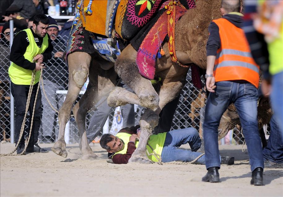 Develerin güreşinde ezilmekten son anda kurtuldu