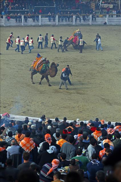 32. Selçuk-Efes Deve Güreşi Festivali