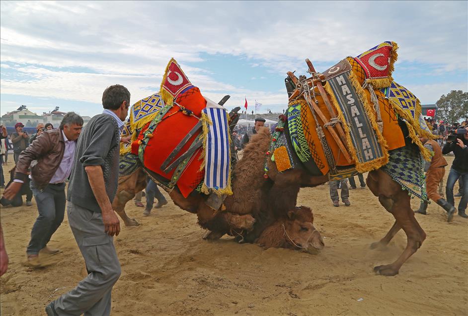 32. Selçuk-Efes Deve Güreşi Festivali