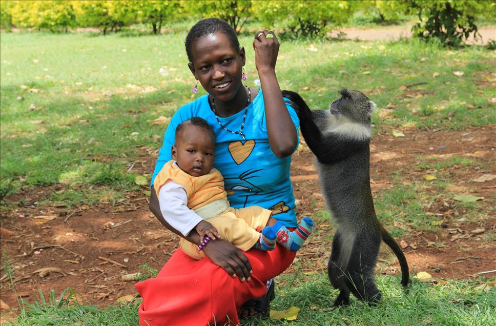 Nairobi'de maymun ve insan dostluğu