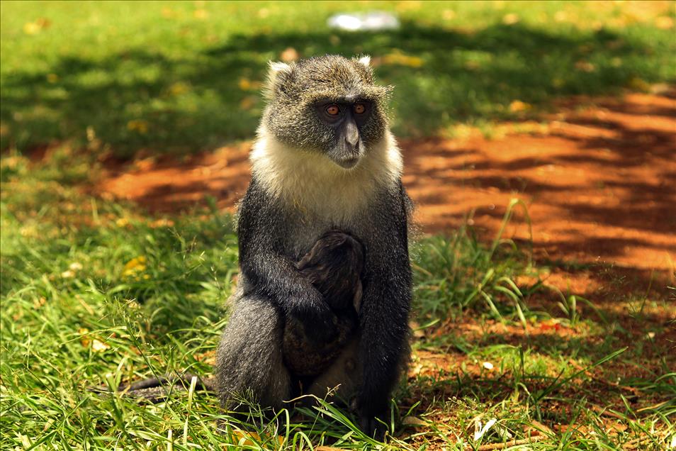 Nairobi'de maymun ve insan dostluğu