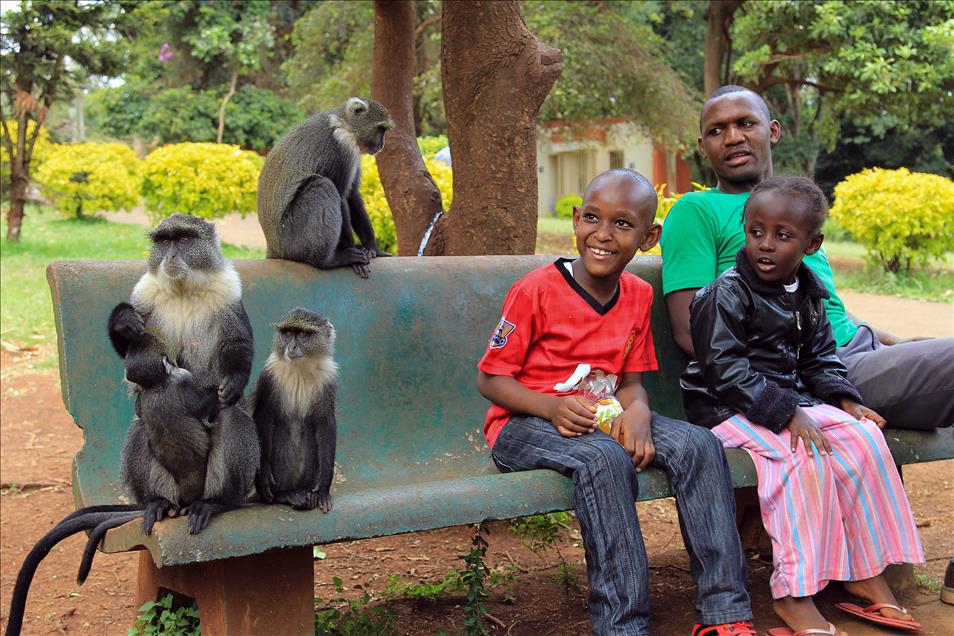 Nairobi'de maymun ve insan dostluğu