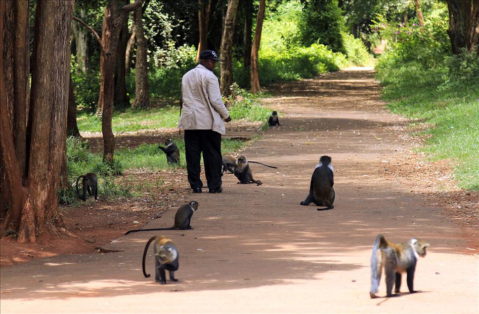 Nairobi'de maymun ve insan dostluğu
