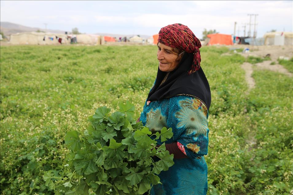 Ürdün'de Suriyeliler için sığınacak kamp kalmadı