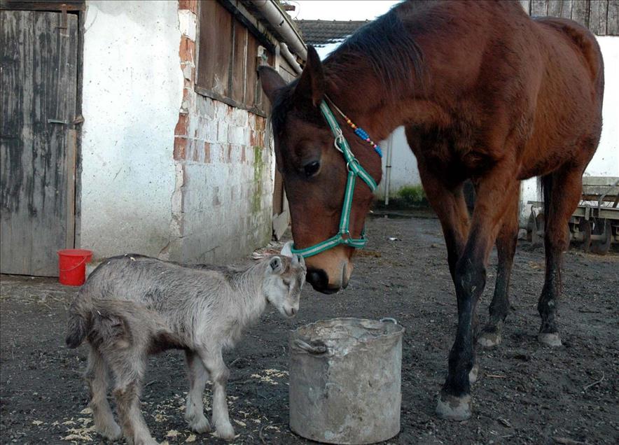 Doğada kıskandıran dostluklar