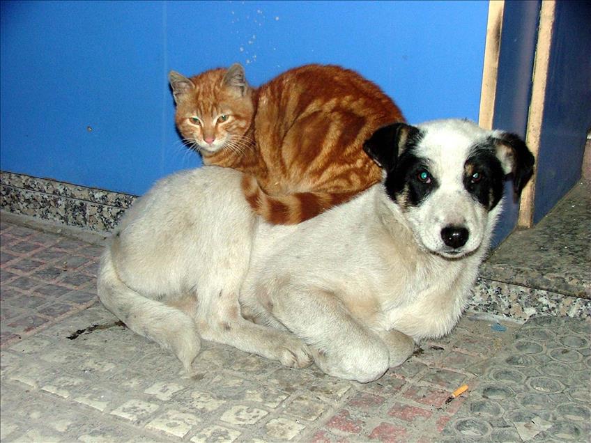 Doğada kıskandıran dostluklar