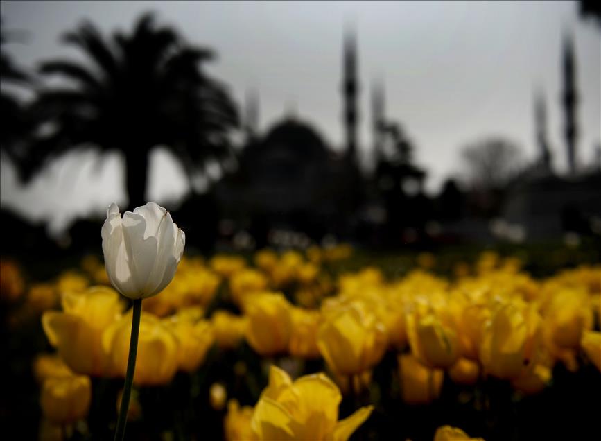 İstanbul'da lale zamanı