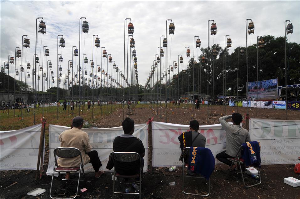 Zebra Dove Contest in Indonesia