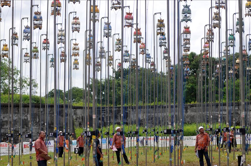 Zebra Dove Contest in Indonesia