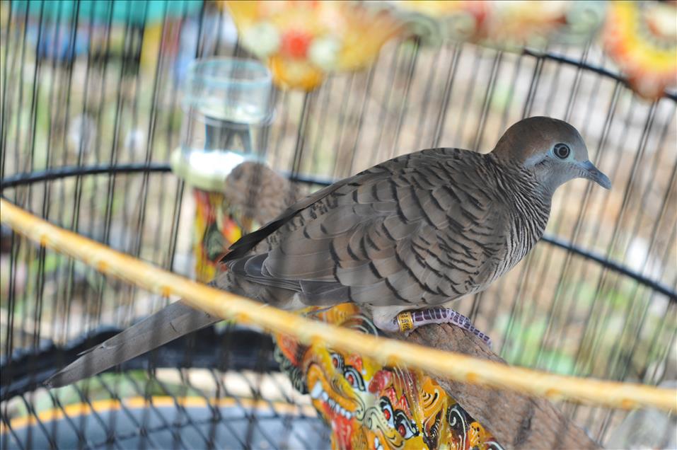 Zebra Dove Contest in Indonesia