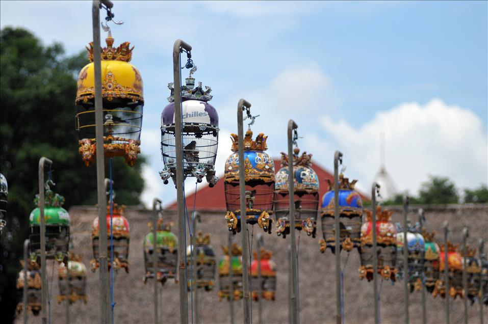 Zebra Dove Contest in Indonesia