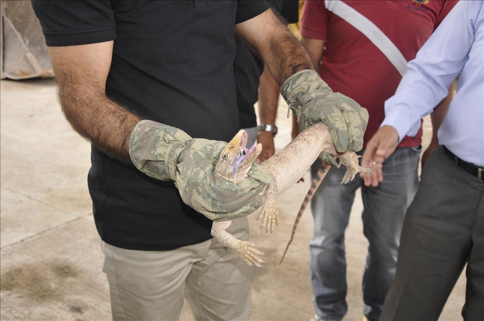 Silopi'de "dev kertenkele" bulundu
