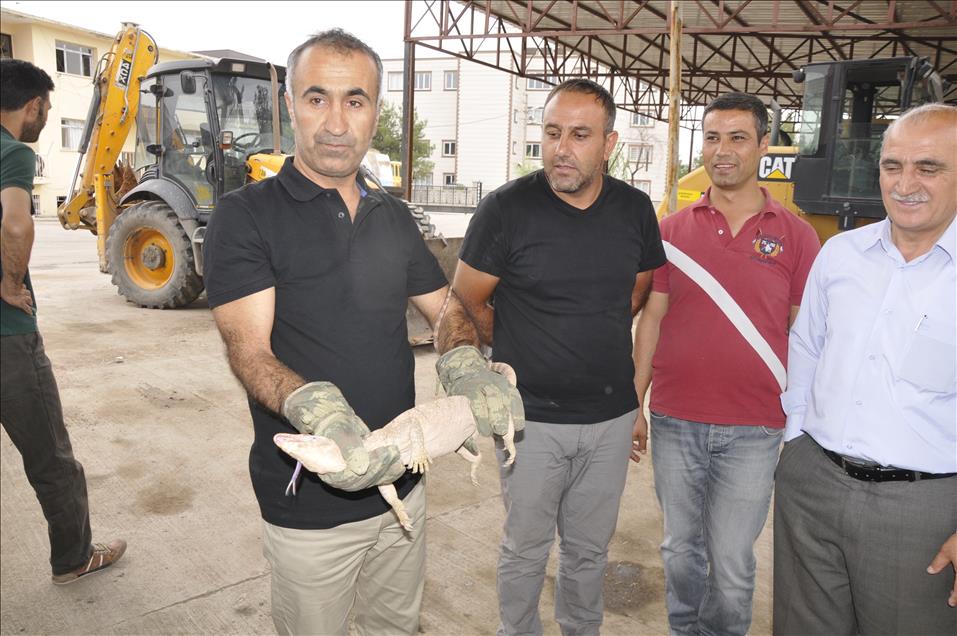 Silopi'de "dev kertenkele" bulundu