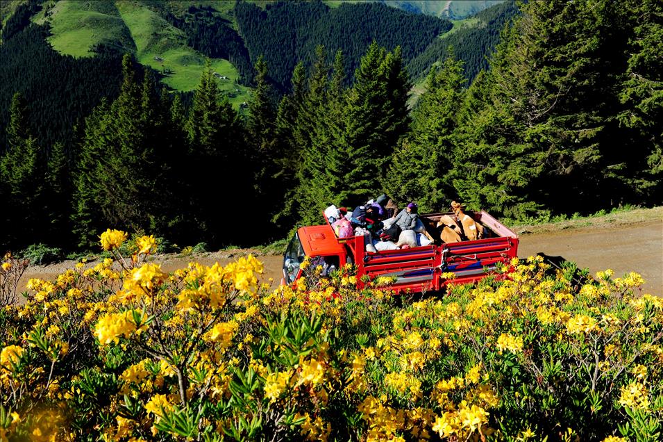 Doğu Karadeniz'de yayla göçleri başladı