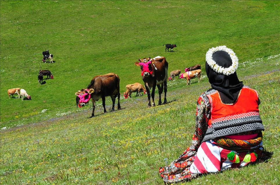Doğu Karadeniz'de yayla göçleri başladı