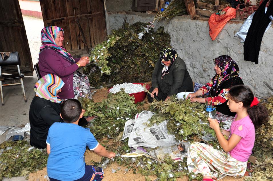 İpek böceği 40 günde 5 bin 500 lira kazandırıyor