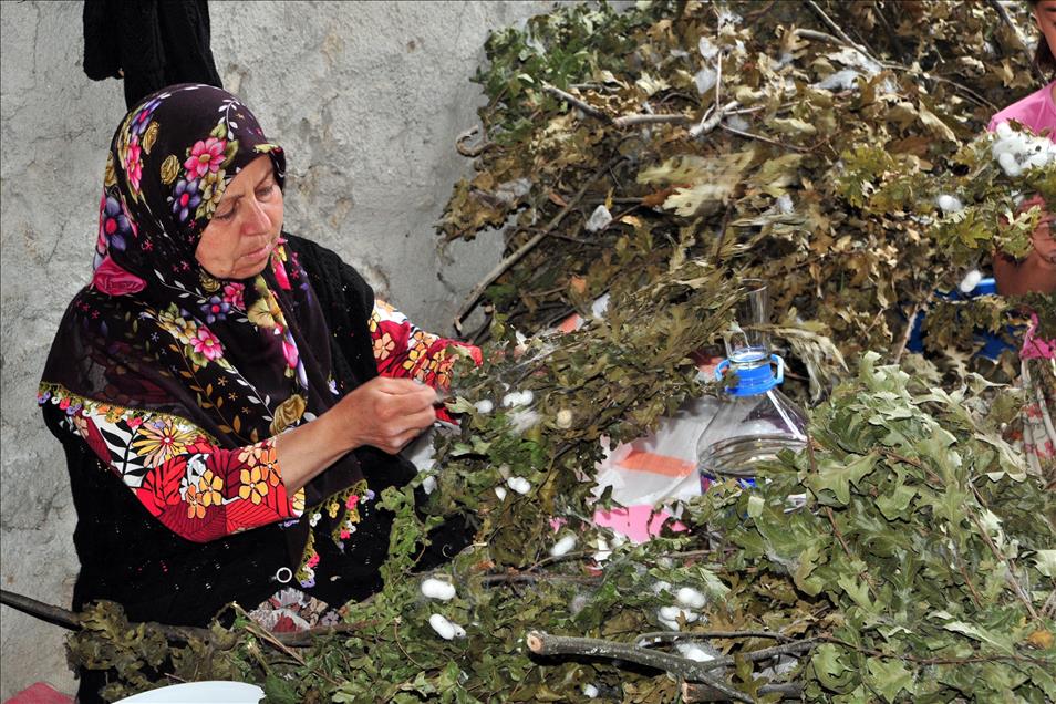İpek böceği 40 günde 5 bin 500 lira kazandırıyor