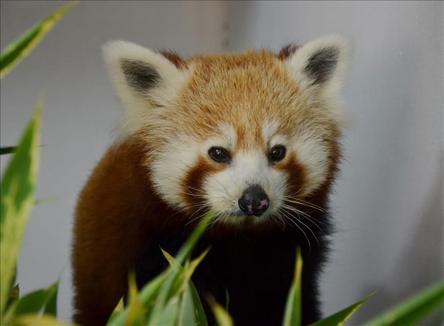 Kızıl pandalar "Hale" ve "Lale", yeni yuvalarına kavuştu