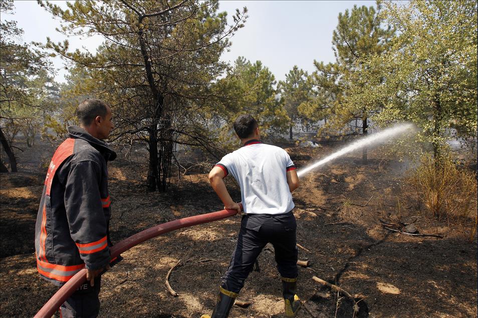 Ankara'da orman yangını