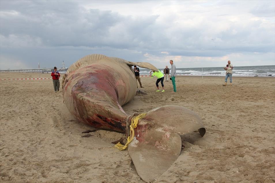 Hollanda'da ölü balina sahile çekildi