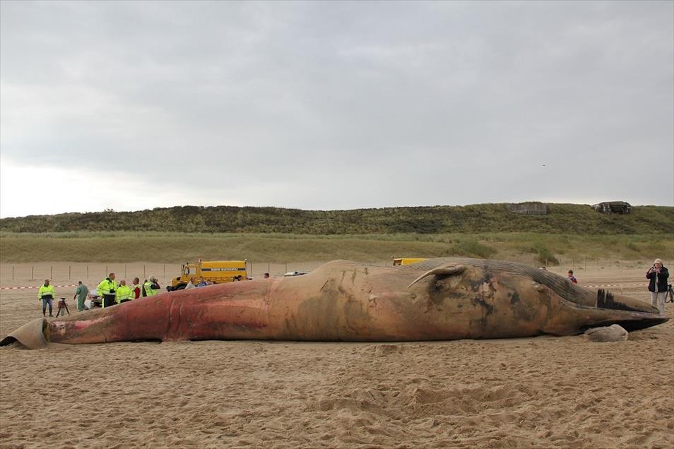 Hollanda'da ölü balina sahile çekildi