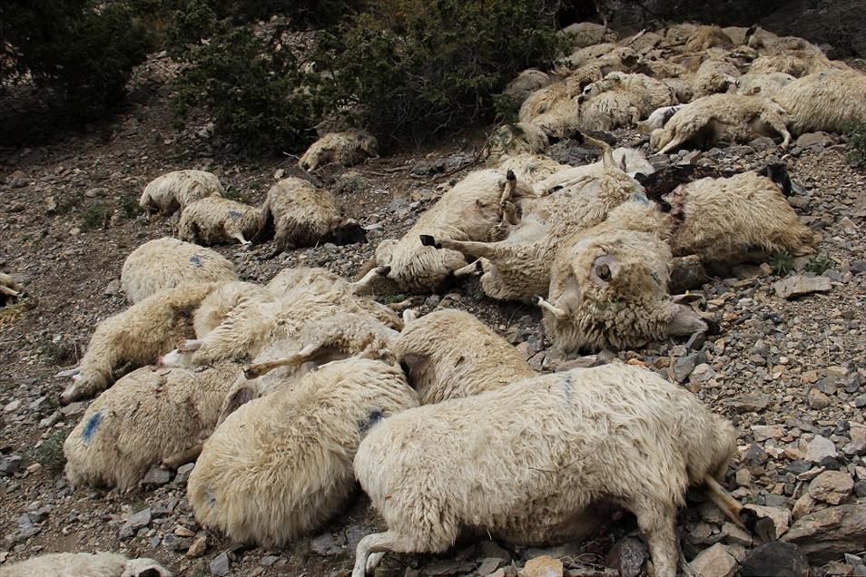 Her şey ilk koyun uçurumdan düşünce başladı