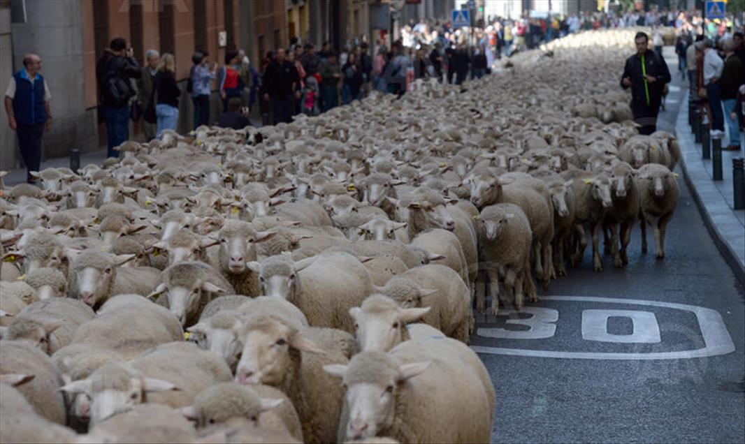 Transhumance Festival in Madrid