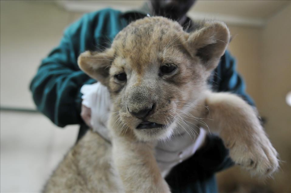 lion cubs at darica faruk yalcin zoo and botanic park in turkey anadolu agency