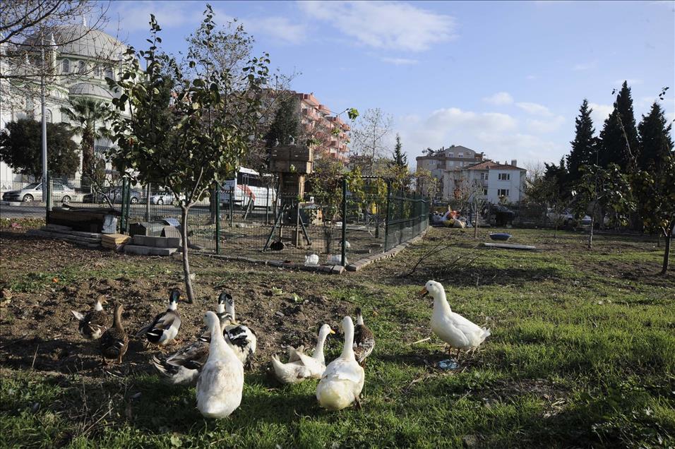 Hayvanat bahçesi gibi taksi durağı