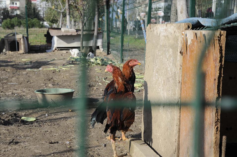 Hayvanat bahçesi gibi taksi durağı
