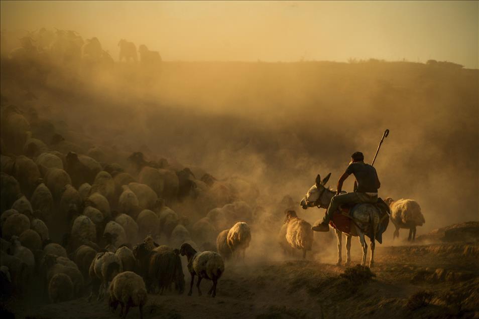 Journey of the sheep-fold in Bitlis