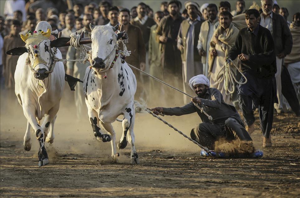 Traditional bull race in Pakistan