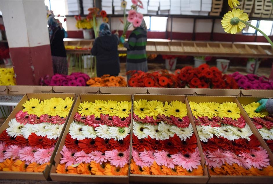 Dünya yeni yıla Türk çiçekleri ile girecek