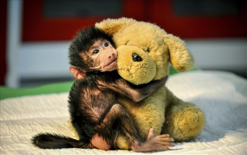 Anadolu Ajansı Gözüyle 2014