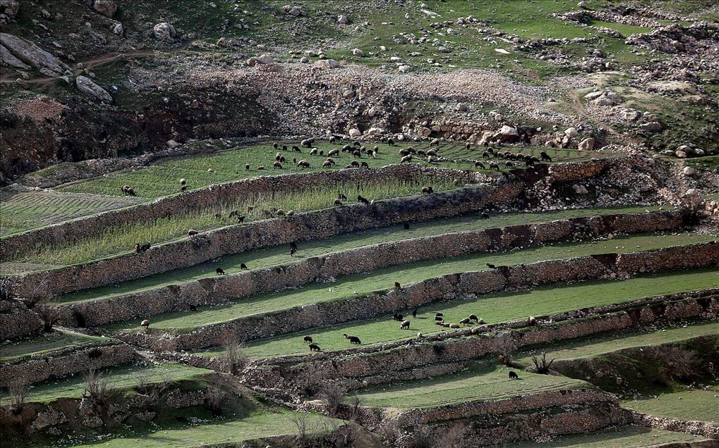 Şengal Dağı'ndaki Yezidiler