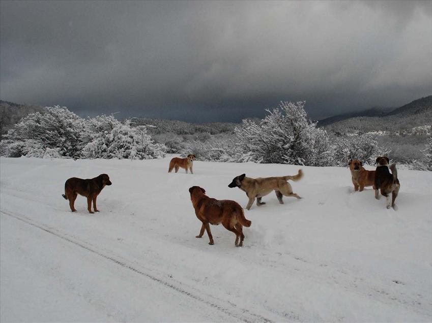 Bolu'da kar yağışı
