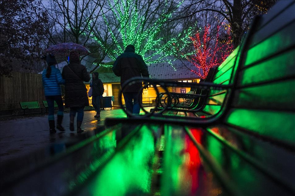 Nation Zoo Lights in Washington
