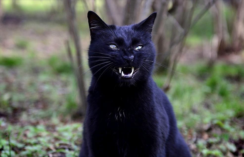 Bakırköy'e kedi parkı