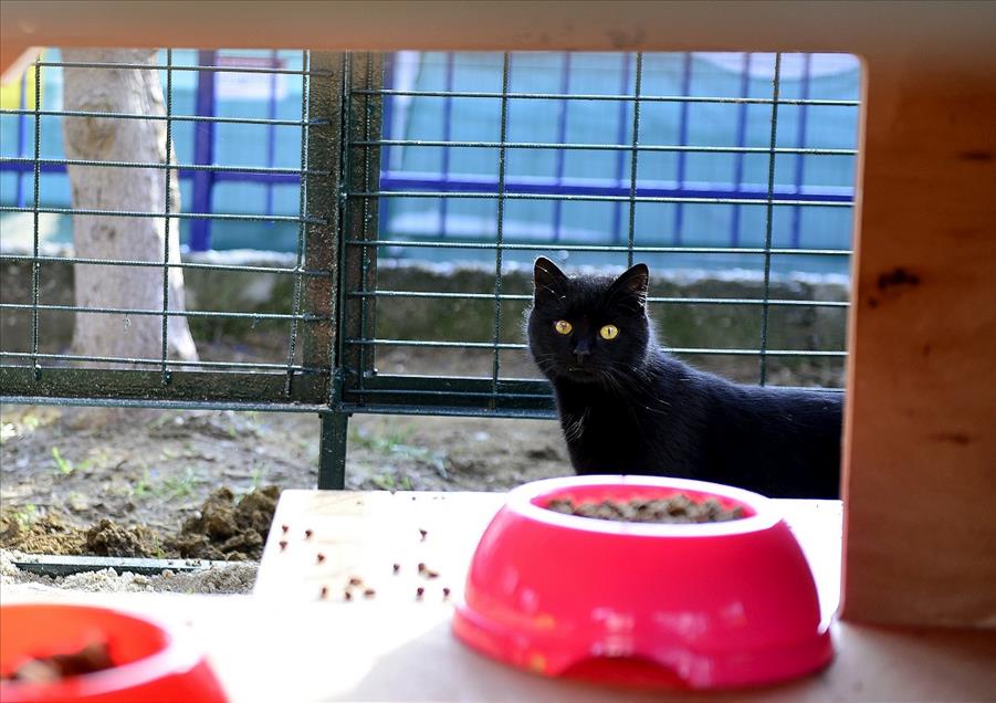 Bakırköy'e kedi parkı