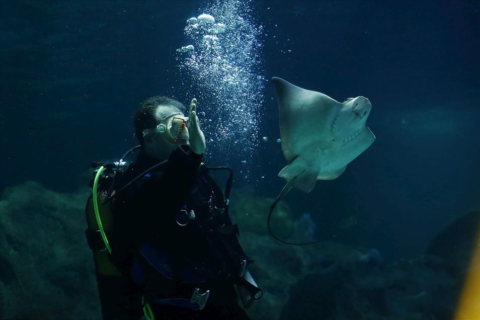 İstanbul Sea Life Akvaryumu açıldı