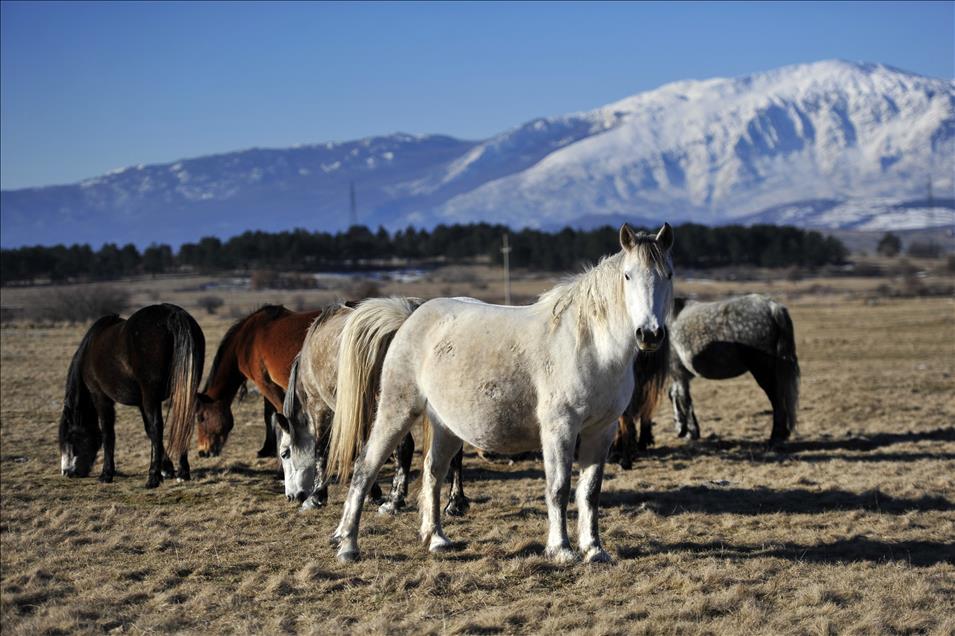 Livanjski "divlji" konji: Prirodni fenomen i atrakcija ineresantna cijeloj Evropi osim vlastima u BiH