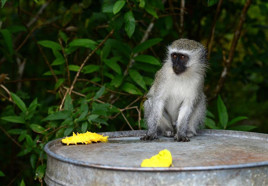 Güney Afrika'nın doğa harikası Mpumalanga