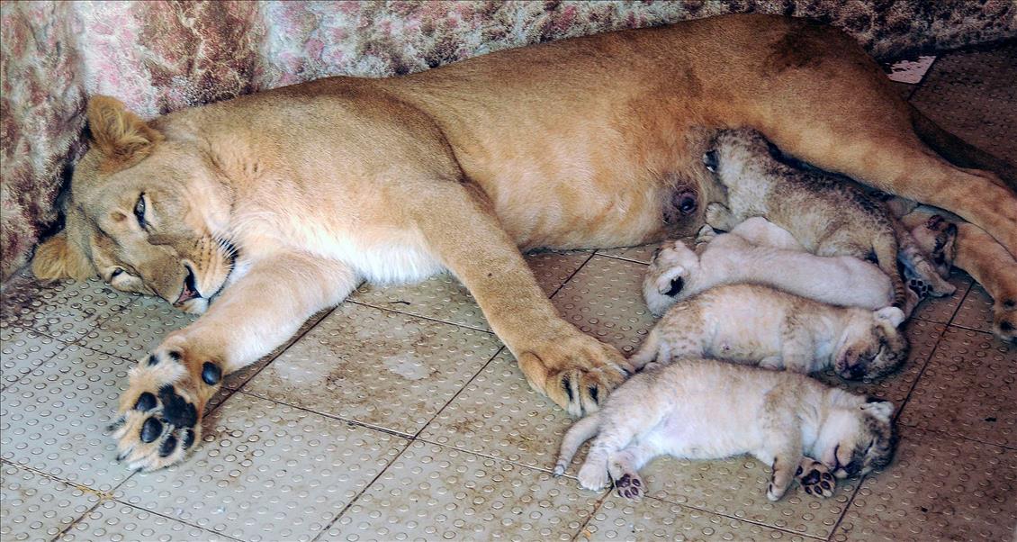 A lioness gives birth to 5 cubs in Pakistan