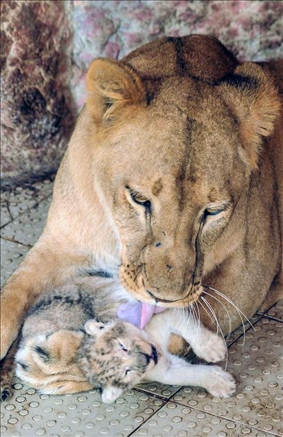 A lioness gives birth to 5 cubs in Pakistan