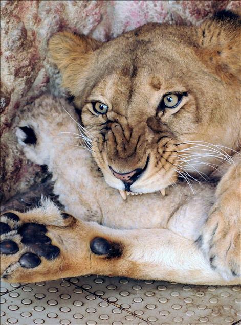 A lioness gives birth to 5 cubs in Pakistan