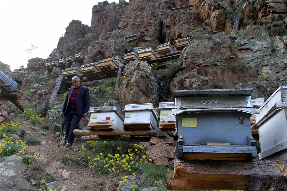 "Kayalıklarda kışlatmak arıların verimini arttırıyor"