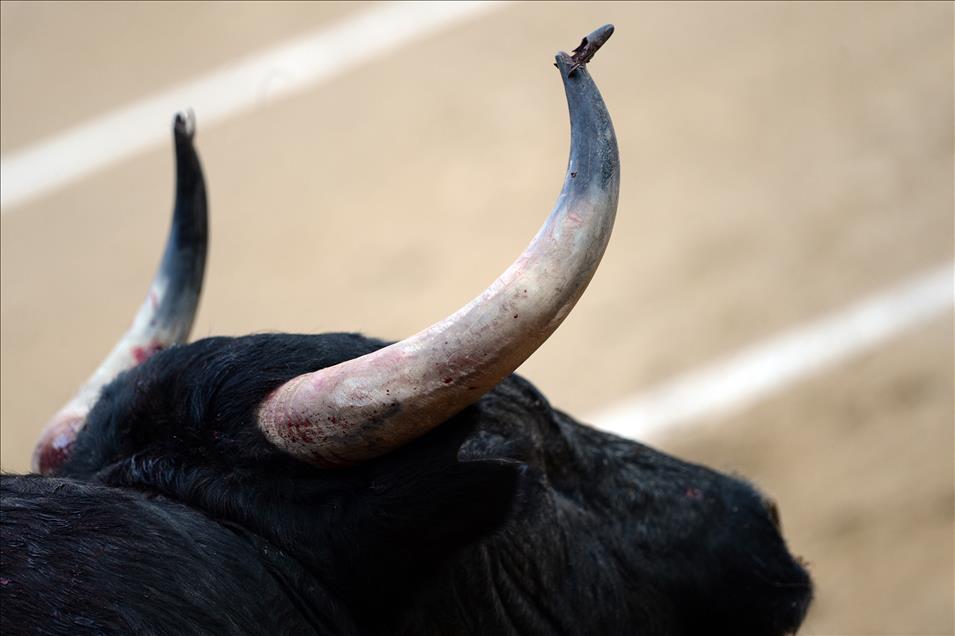 Bullfight in Madrid
