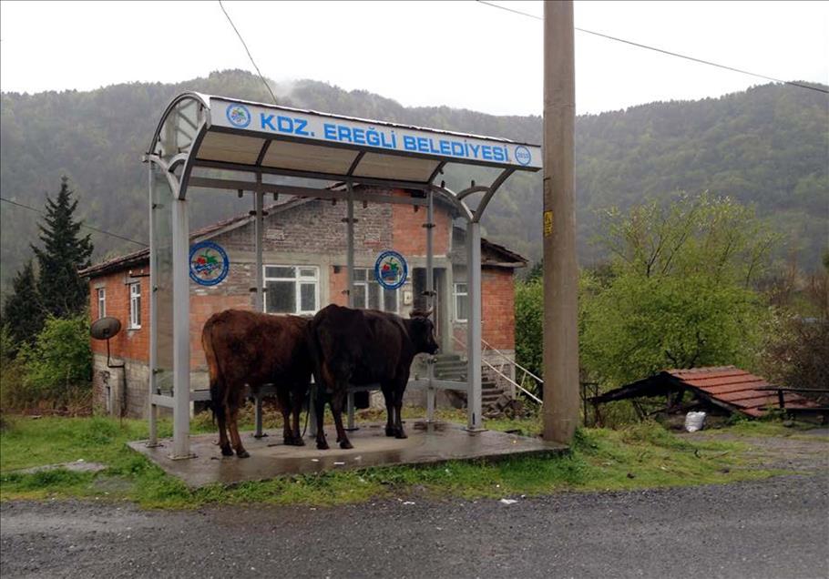 Zonguldak'ta sağanak yağış