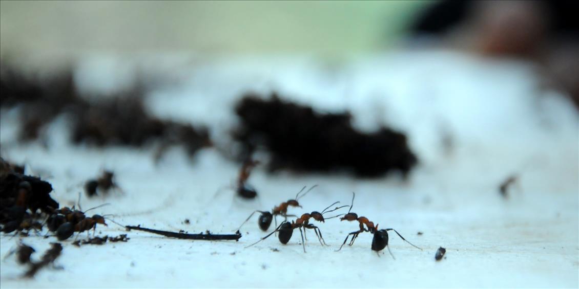 "Doğanın mevsimlik işçisi karıncalar"ın zorlu yolculuğu