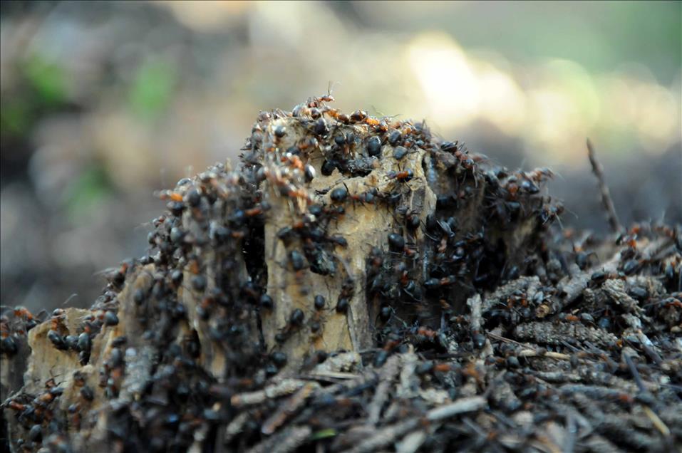 "Doğanın mevsimlik işçisi karıncalar"ın zorlu yolculuğu